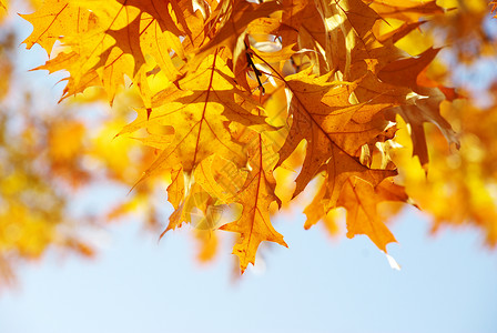 秋天黄色的树叶在枝上图片
