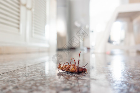 撒谎地板上的死蟑螂虫害控制概念背景