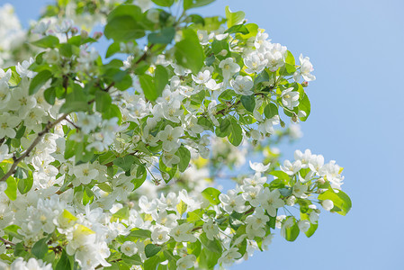 在蓝天背景下白花覆盖着鲜的苹果树枝背景图片