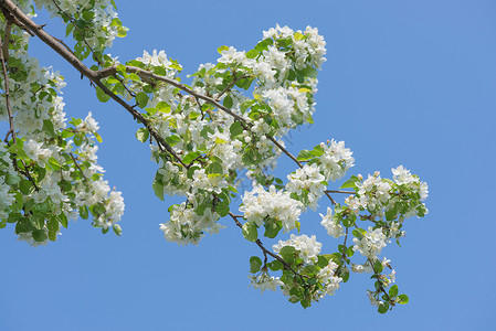 在蓝天背景下白花覆盖着鲜的苹果树枝背景图片