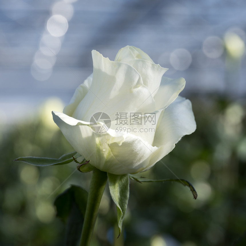 白玫瑰在阴地蓝色天空下的玻璃温室里图片