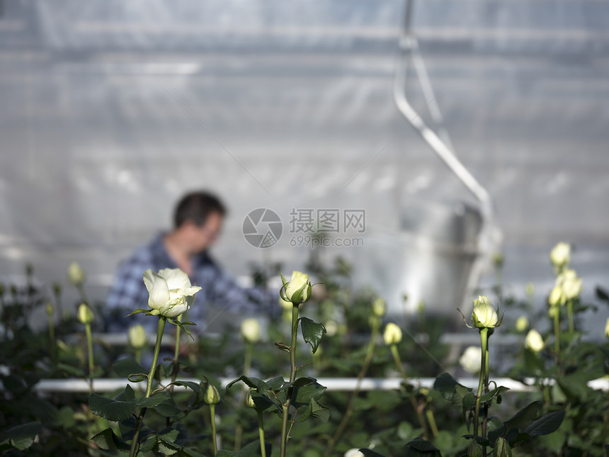 如果有人在荷兰河畔的温室里收集白玫瑰图片