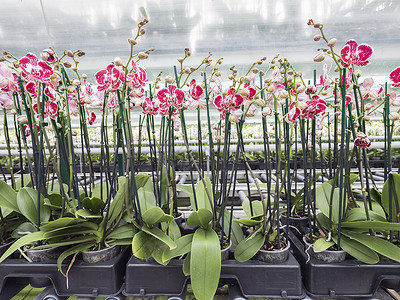 在玻璃屋顶下的大型荷兰花岗温室里有许多彩的兰花背景图片