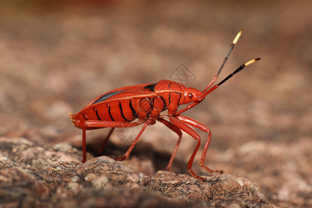 雌鹿甲虫红虫背景