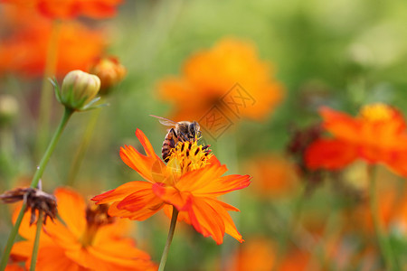 蜜蜂和鲜花黄色花粉高清图片