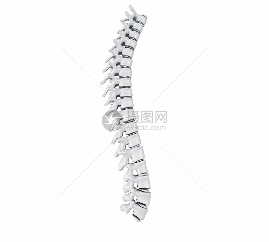 3d示例孤立白种背景的人类脊椎解剖学图片