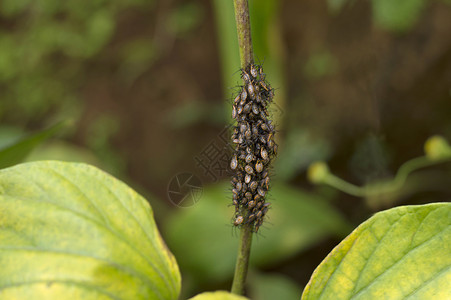 金色蚂蚁素材在瓦兰达盖特斯蓬纳马哈拉施特邦印度的瓦兰达盖特斯蓬纳的植物上数百只灰色野生虫在马哈拉施特邦瓦兰达盖斯蓬纳马哈拉施特邦的瓦兰达盖特背景