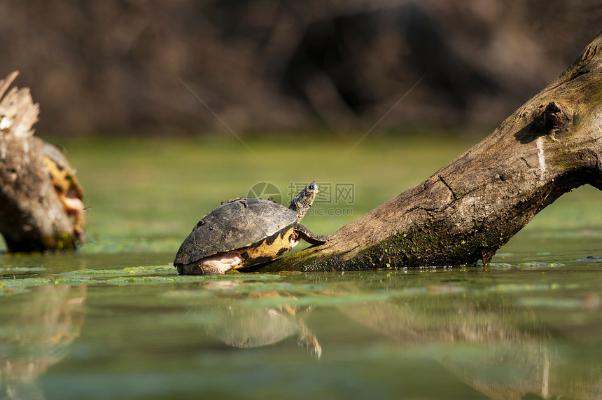印地安的顶海龟长毛图片