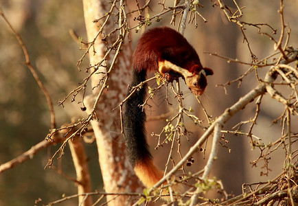 小松鼠卡通马里巴、国家公园卡纳塔印度地亚。 马里巴、玉米国家公园印度地亚。背景