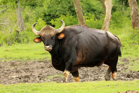 印地安人公牛野马邦迪普尔公园马哈拉施特邦马哈施特邦图片