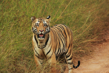 虎豹美洲印度高清图片素材