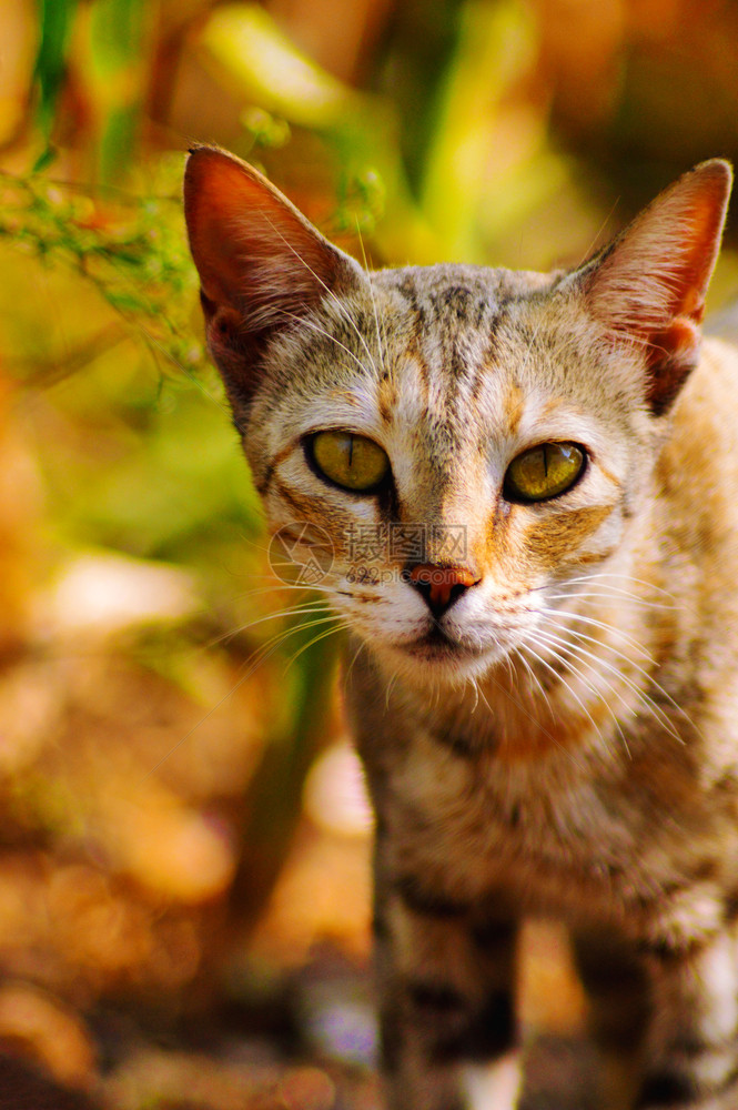 猫盯着你莎塔拉玛哈施特印地亚猫盯着你印地亚图片