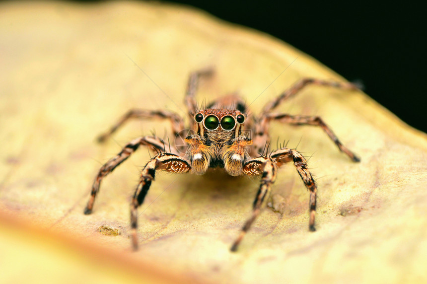 男跳跃蜘蛛双面前看坐在叶子上萨塔拉马哈施特印地亚双面蜘蛛印地亚图片