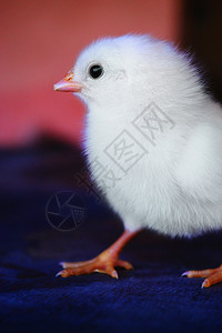 白层小鸡特端萨达拉马哈施特印地亚白层小鸡印地亚图片