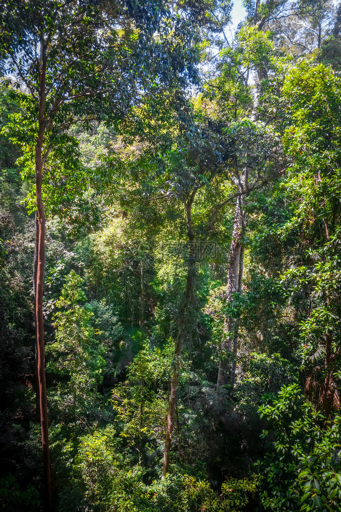 丛林雨塔曼尼加拉公园马莱西亚丛林树冠图片