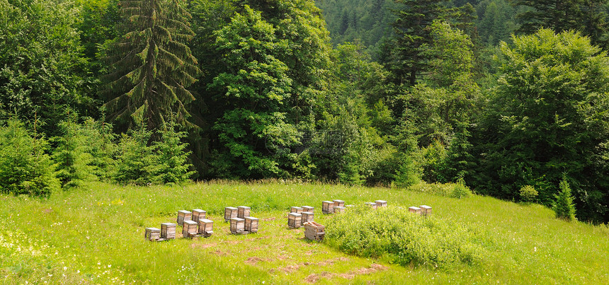 森林郊区的养蜂场里有蜜和的窝图片