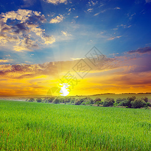 绿色的田野和蓝天空有光云地平线上是明亮的日出农业景观草高清图片素材