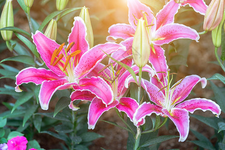 美丽的百合花图片