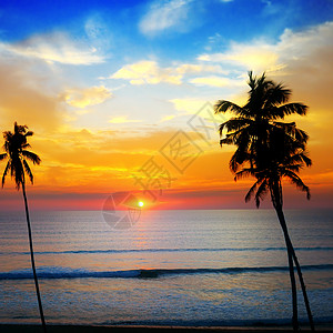 海洋的日落令人愉快天空的椰子树暗影背景图片