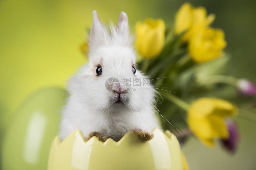 黄色郁金香背景蛋壳形状里的洁白兔子图片