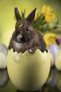 黄色郁金香背景蛋壳形状里的棕色兔子图片