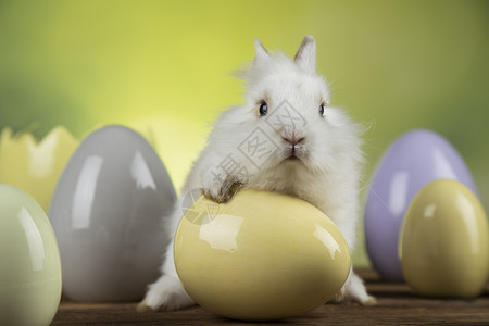 正在搬黄色鸡蛋的黑眼睛小兔子背景图片