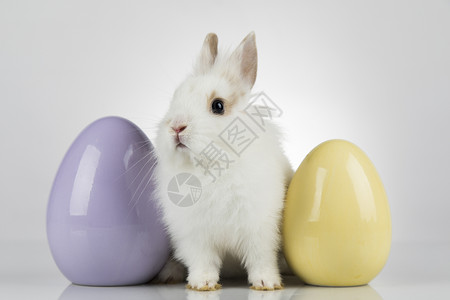 白色小兔子站在淡紫色和黄色的鸡蛋旁图片