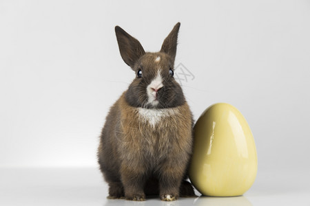 褐色小兔子和黄色鸡蛋图片