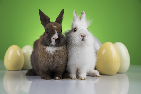 绿色背景的野兔和黄白色鸡蛋图片