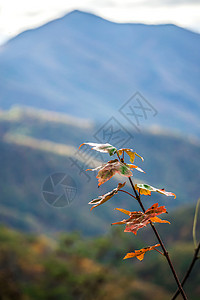 伯里曼蓝色山脊公园路的蓝色山丘风景背景