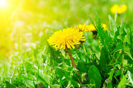 绿地有黄色花朵和太阳关闭地上的黄色春花图片