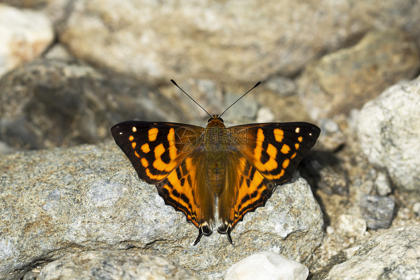 橙色黑色花纹的蝴蝶停留在石块上图片