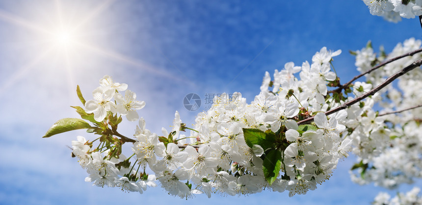 春春花美丽的树与桃花图片