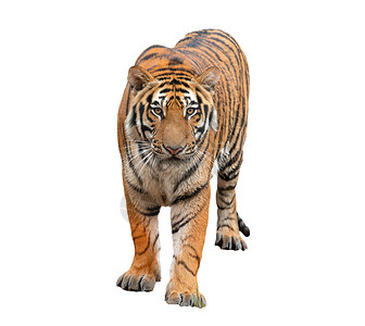 白背景孤立的孟加拉虎捕食者高清图片素材