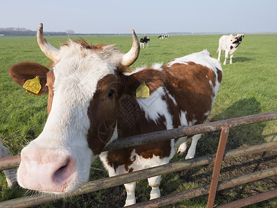 牛分割图近视图奶牛头部肖像背景