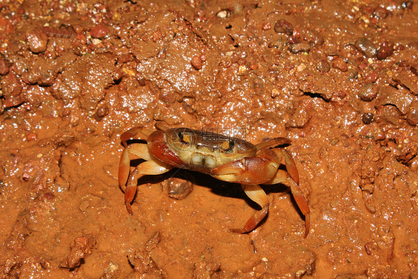 淡水螃蟹沙尔克瓦迪萨塔拉玛哈施特淡水蟹图片
