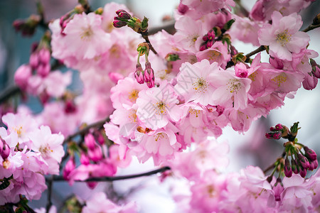 粉红樱花日本图片