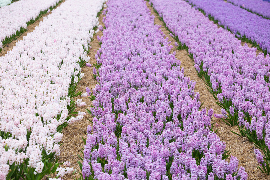 开花时著名的荷兰花田彩色花朵的一排图片