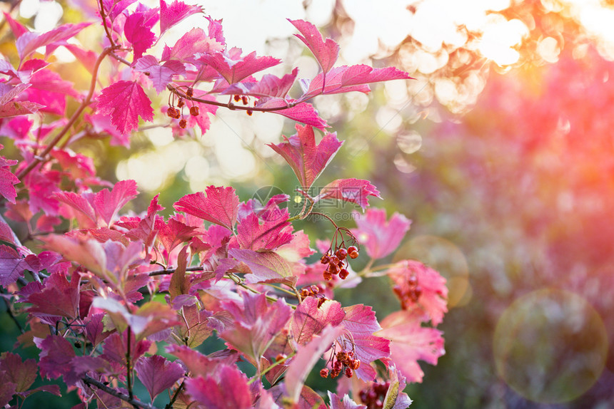 抽象的粉色秋叶背景图片