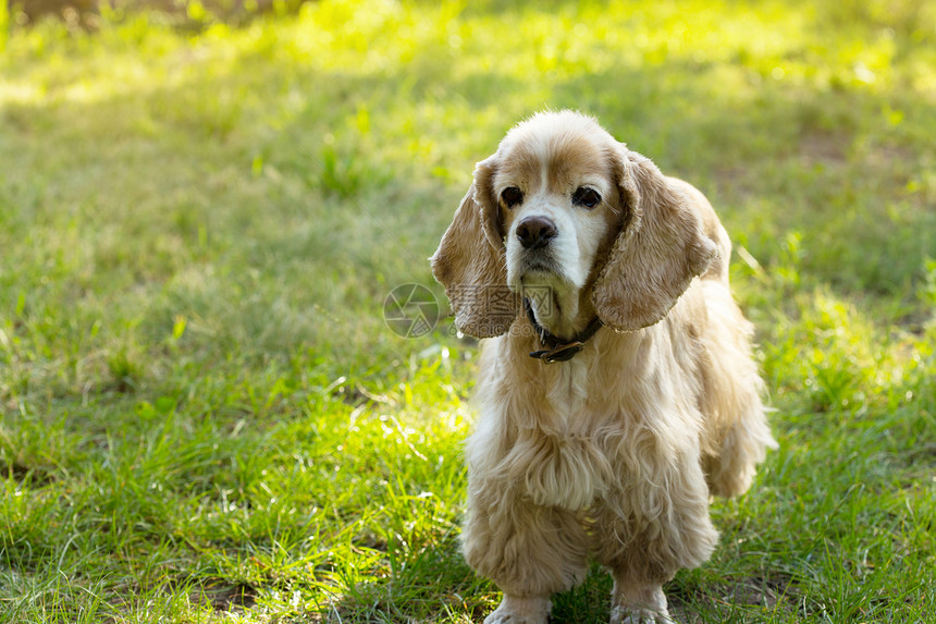 绿草地站立的可卡犬图片