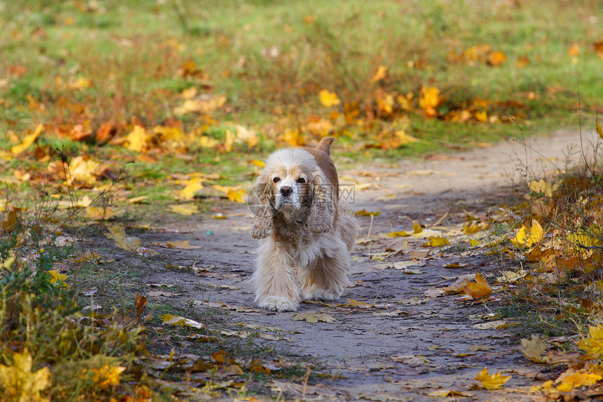 在公园里步行的可卡犬图片