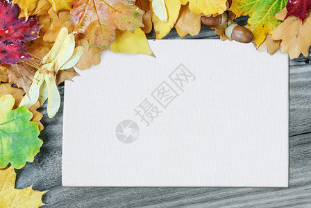 带枫叶的边框多色秋叶和白方空纸页或带文字位置的画布多色秋叶和白方空纸页或画布的边框位于旧木板的背景上背景
