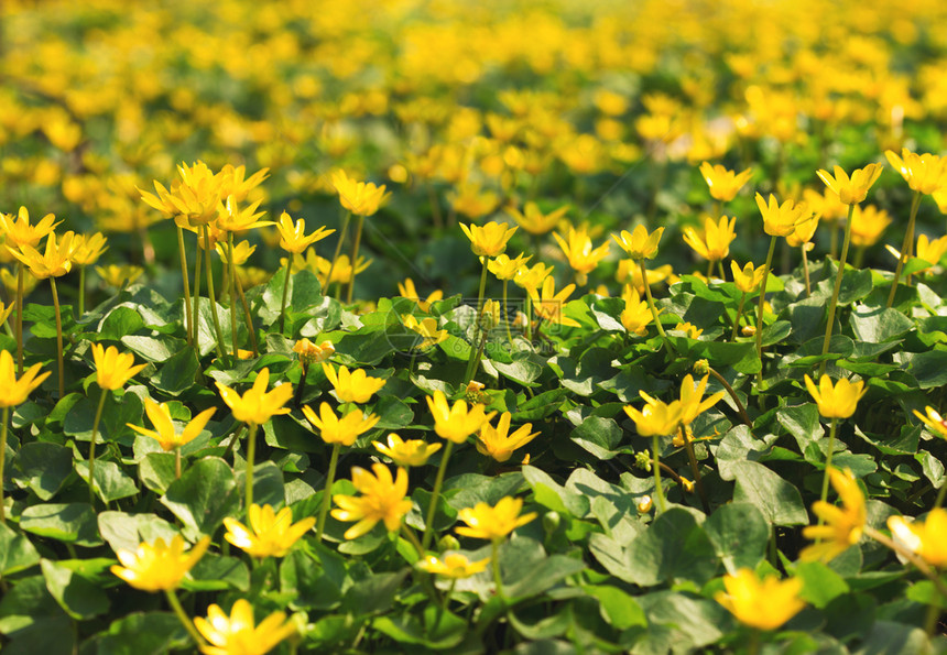 春花园中繁开的黄朵图片