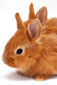两只小红兔白色的背景背景图片