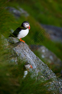 诺维吉亚岛的北鸟海雀众所周知的北鸟海雀图片