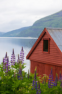 传统挪威红屋和峡湾海岸的狼人图片