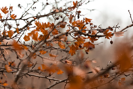 秋天树枝加上红莓图片