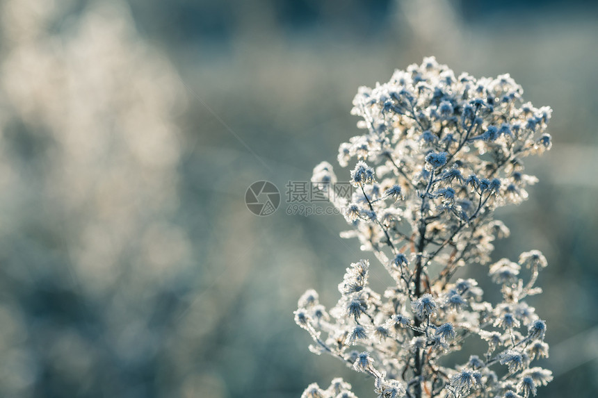 清晨秋天冷冻时冰的草地和晶天气概念图片