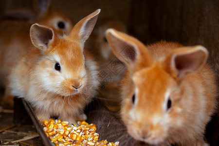 小兔子吃玉米图片