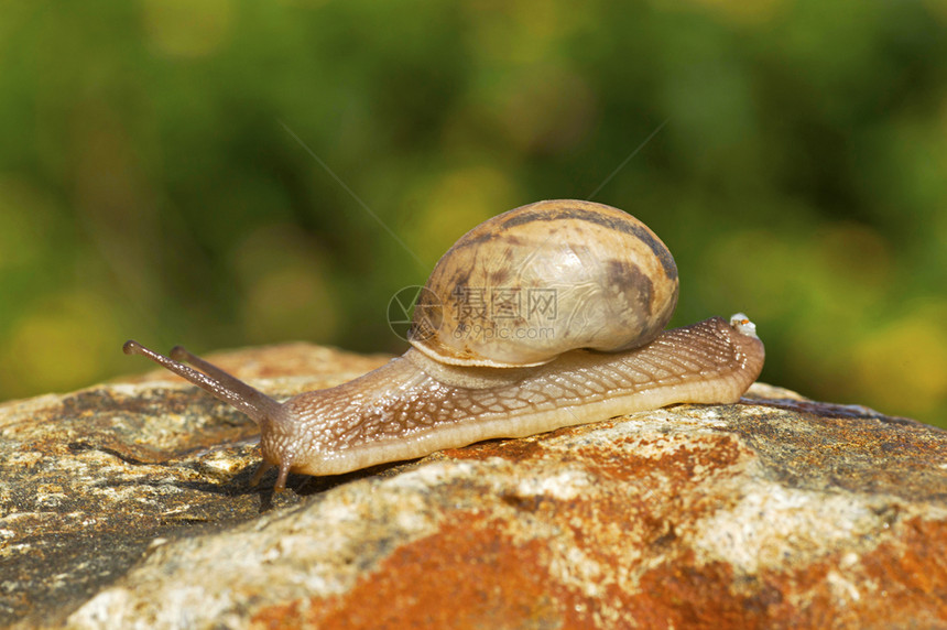爬行的蜗牛浦那马哈拉施特拉邦图片